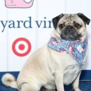 Vineyard vines pet bandana NWT